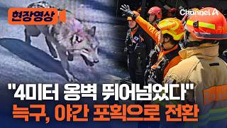늑구, 포위망 밖으로 다시 탈출…야간 포획으로 전환 [현장영상] / 채널A