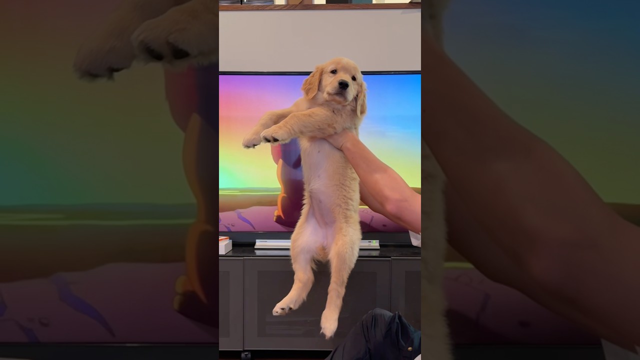 最後のお顔が可愛すぎる🫣💖#ゴルパピ#ゴールデンレトリバー