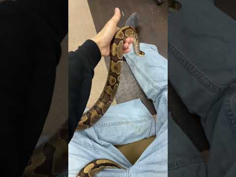 ヘビに対して漂白剤を使用する:「はい」または「いいえ」?  庭園