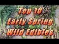 My Top 10 Early Spring Wild Edibles!