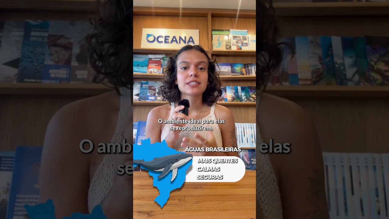 Todos os anos, baleias-jubarte cruzam o oceano em uma das jornadas mais impressionantes da natureza