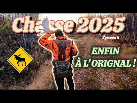 Chasse orignal 2025 ! (ep.6 ) Traque et gastronomie de bois !