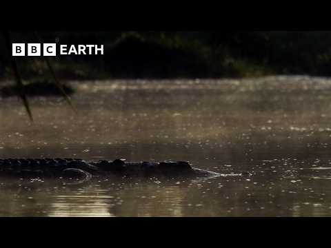 Stealthy Crocodiles Hunt for Fish