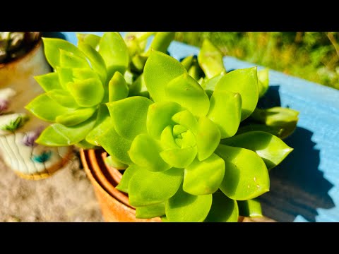 TOP 10 SUCULENTAS EM ALTA/ SUCULENTAS DE FÁCIL CULTIVO QUE NÃO DÃO TRABALHO E ESTÃO DANDO SHOW