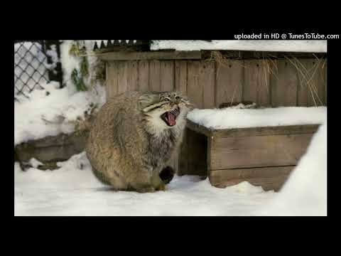 Axel Force - Living On A Prayer (The Factory Team Dance Version)