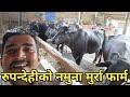 नमुना मूर्रा भैँसी फार्म हेर्नुहोस क�
