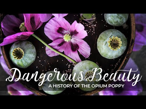 , title : 'Dangerous Beauty: A History Of the Opium Poppy'