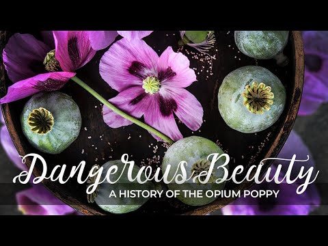 YouTube video about: Can cats have poppy seeds?