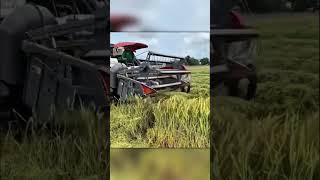 Download lagu Beginilah Cara Tikus Tertangkap di Sawah Thailand! mp3 Download lagu Beginilah Cara Tikus Tertangkap di Sawah Thailand! mp3