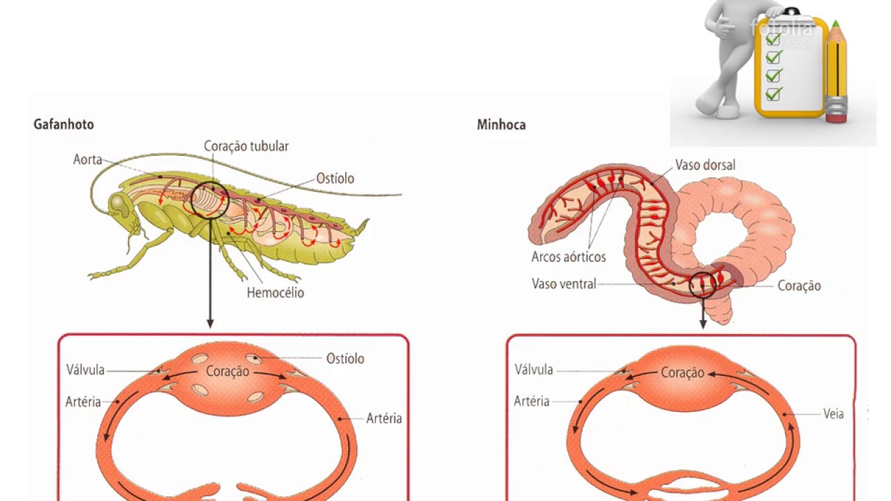 Transporte nos animais I