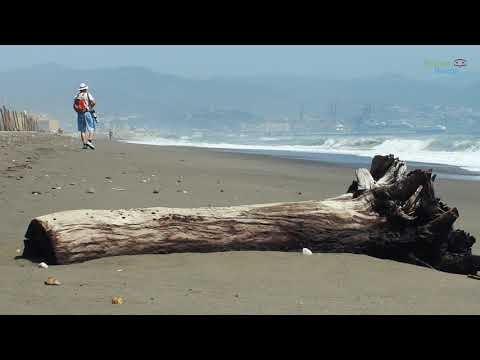 Birding Mlaga. Ver aves en la desembocadura del ro Guadalhorce