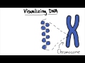 Chromosomes - Tales from the Genome