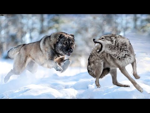 , title : 'Armenian Gampr Dog - The Wolf Crusher'