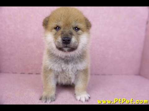 12/10赤色柴犬公幼犬