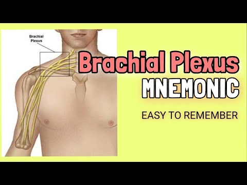 Brachial Plexus | EASY Mnemonic for Memorizing |Roots, Trunks, Divisions, Cords & Branches| Anatomy