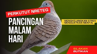 Download lagu Putar ini di Malam Hari: Perkutut jadi kuat mental #pancinganperkututlokal #perkututlokalcluwak mp3