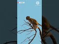 Tiger And Monkey Very Very Funny Video. Watch The Video. #funnyvideo ,