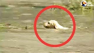 Cameraman Rescues Puppy Caught In Flood | The Dodo