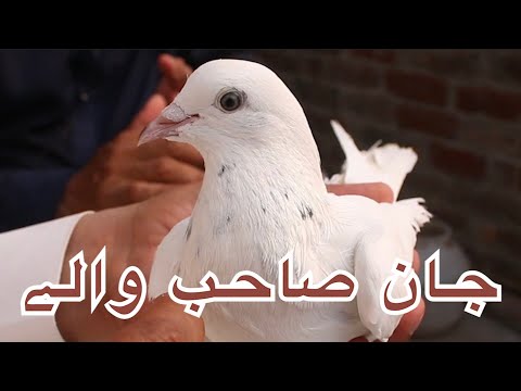 جان صاحب والے  | Mohsin Naqvi : 🇵🇰+92 321 6126212🇵🇰