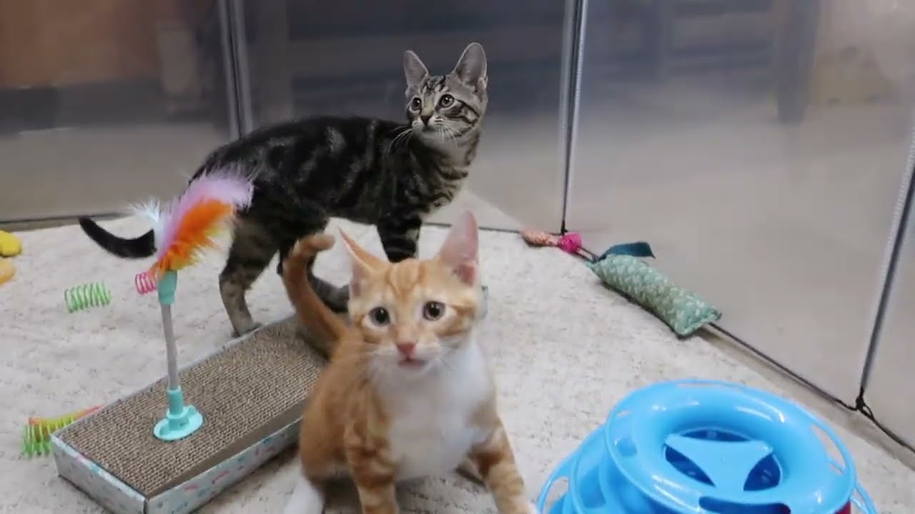 Enlarge Rune, a Adopted Domestic Short Hair in Marseilles, IL video 2/2