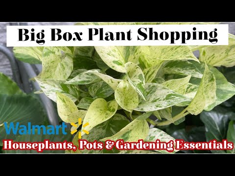 Big Box Plant Shopping at Walmart || Houseplants, Pots & Gardening Essentials