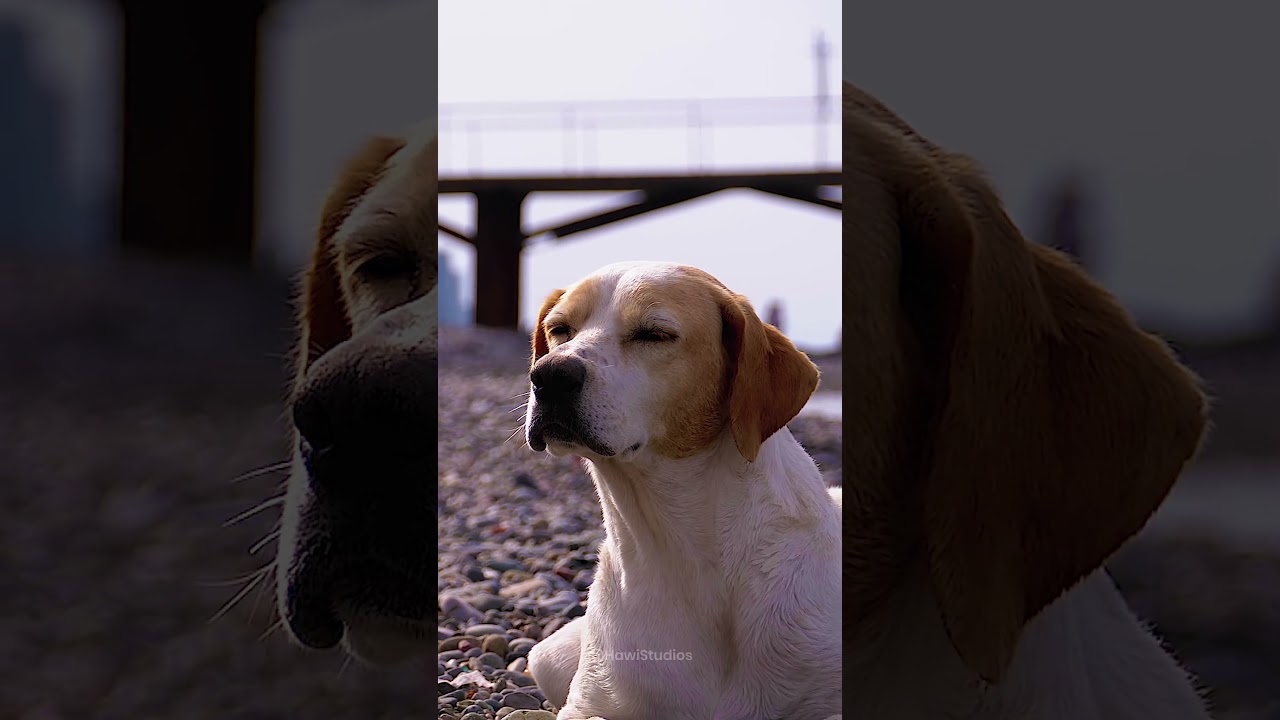Stray dog beach behavior and sensory alertness explained