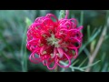 இڿڰۣ-  'FLOWERS' ~ I WONDER AS I WANDER ~ DAVID NEVUE