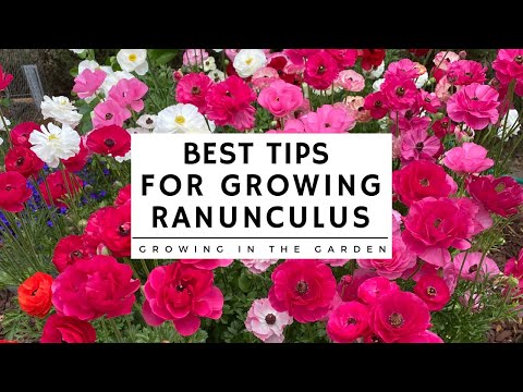 HOW to PLANT and GROW RANUNCULUS plus TIPS for growing ranunculus in HOT CLIMATES