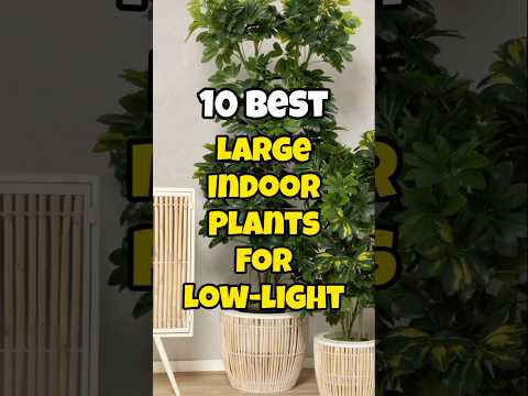 Best large indoor plants for low light ✅#houseplants #short