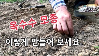 옥수수 모종 만들기 / 노지 텃밭에 이렇게 만들면 편리해요