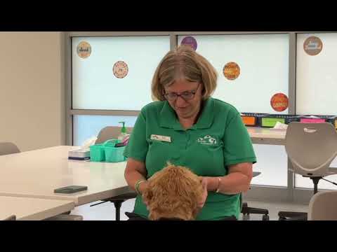 Therapy Dogs Lyndhurst