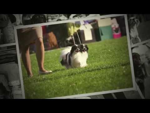 "Royal Canin Cup" 07.09.2014,Ventspils,Latvia