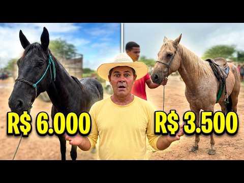 CAVALO POR R$ 3.500? Preços na Feira de Altinho-PE