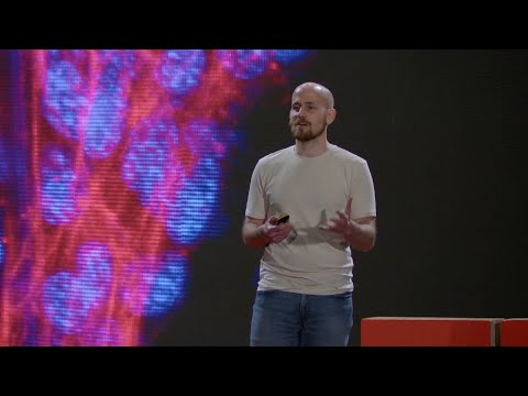 Cosa possiamo imparare dai ragni? | Gabriele Greco | TEDxVerona