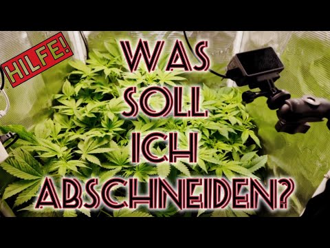 Mehr Ertrag durch ScrOG - Screen Of Green | Wie du Cannabis RICHTIG BESCHNEIDEN kannst | GRS1E14