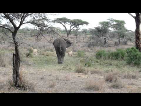 Elephant charges lazy lions