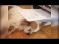 Puppy Naps On Printer