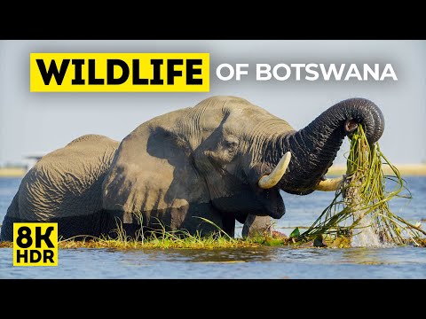 Safari in Botswana 8K - Wild Animals & Birds of Chobe National Park in Africa - Nature Sounds