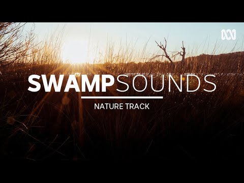 Night swamp sounds for sleeping — frogs, possums, bats (1 hour) | Nature Track