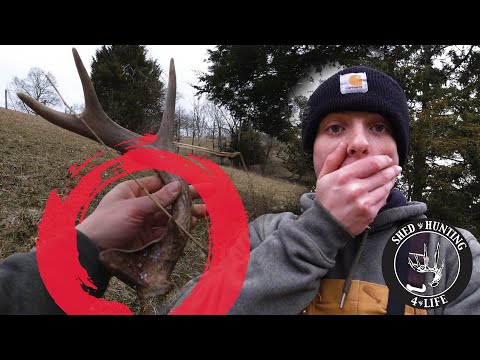 Shed Hunting 4 Life: 8 Antlers in 3 HOURS!