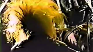 X JAPAN - Give Me The Pleasure [60fps]