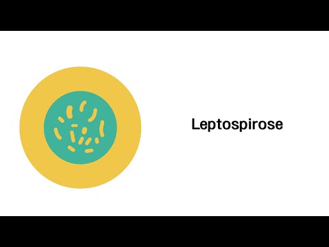 Leptospirose - Infektionskrankheiten