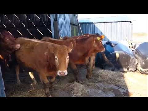Gort Mart Thursday Evening: Springers - Image 2