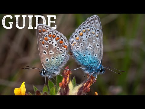 Sådan kender du de danske sommerfugle // Del 2