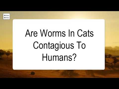 Are Worms In Cats Contagious To Humans