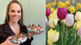 Forcing Spring Bulbs | Tulips 🌷