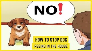 How To Train Your Dog To Not Pee In The House🐶How To Stop Dog Peeing Inside