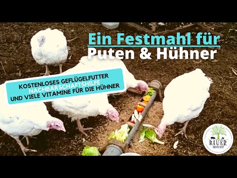 Hühnerfutter für Umsonst - Ein Festmahl für unser Geflügel