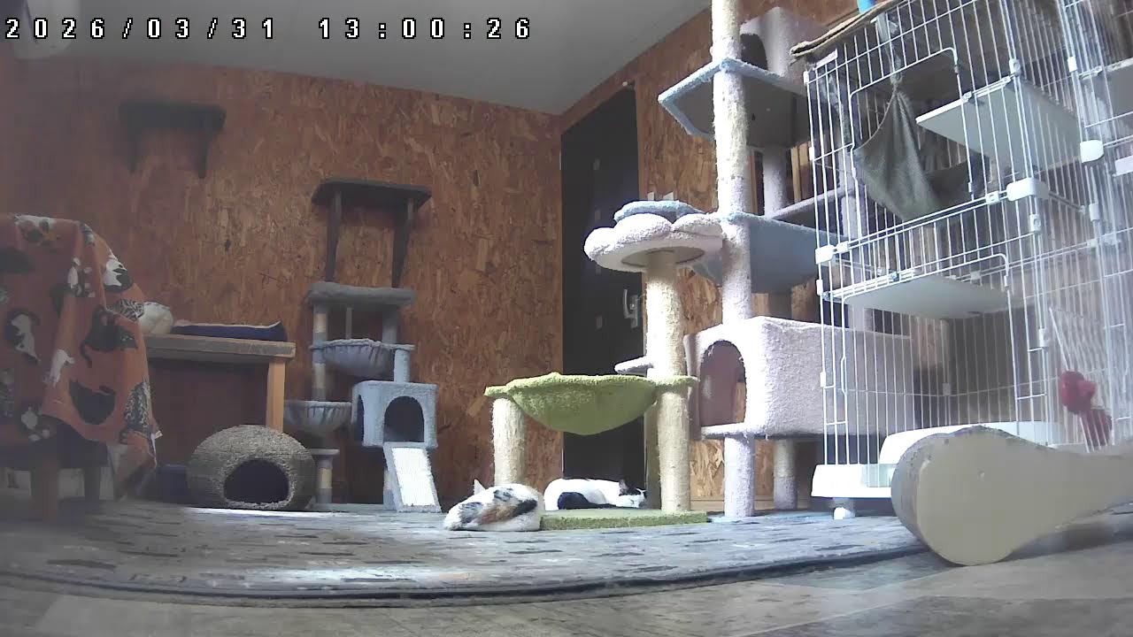 子猫の部屋Live@笑にゃんこ王国(秩父) [Cat live]