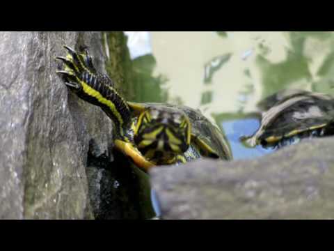 Trailer - ITALIEN 2015